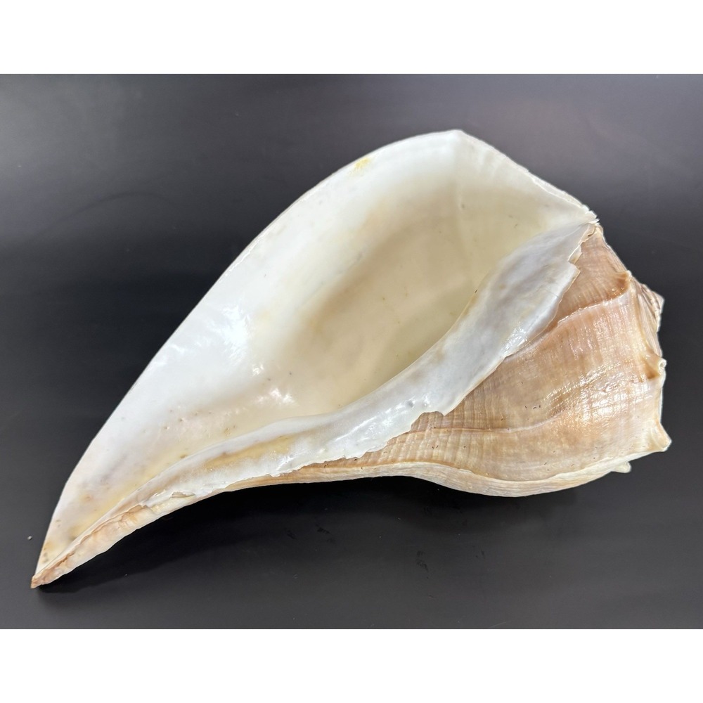 Lightning Whelk Shell 12" Left Busycon Sinistrum Coastal Beach House Decor #01